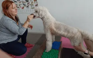 Operace pro pudlinku Abynku