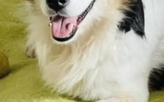 POMOC PRO FOXÍČKA - ZDRAVÝ DECH A PROTÉZA