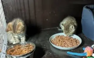Sbírka na veterinární ošetření pro 30 koťat z Kralup a okolí.