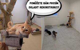 Pomůžete kočenám zrekonstruovat pokojíčky?