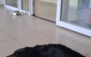 Pomozte Valkýře znovu chodit a hrát si