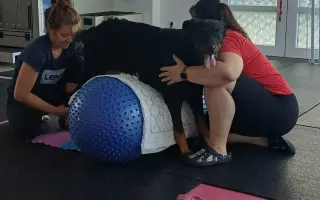 Mladou fenku srazil vlak, pomožme jí k pohybu rehabilitací.
