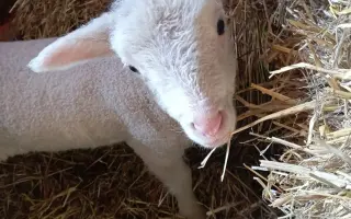 NAKRM ZVÍŘE V NOUZI