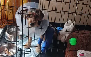 Šíbo operace