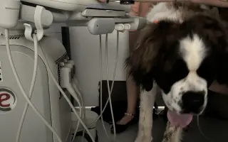 Pomozte mi prosím zachránit mého tříletého Bernardýna ALVARA
