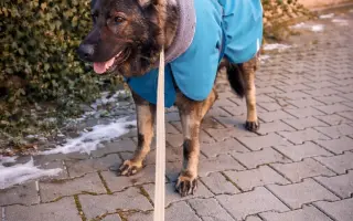 Pomoc Furině v boji s lupusem (SLE)