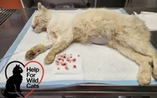 POMOZTE NÁM ZASTAVIT KRUH KOČIČÍHO UTRPENÍ. Víme jak na to, ale bez vás to nezvládneme.