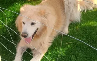 FOXY čekal 10 let na domov. Konečně ho našel. Teď bojuje o život.