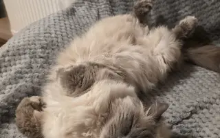 Vaše pomoc vrátí Martinovi zdraví a radost 😺🐾