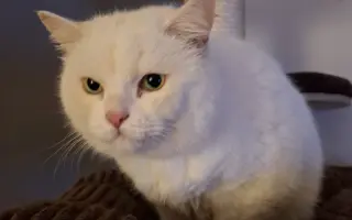 Pomoc pro kočky a koťátka Kočky u Katky