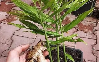 Podpořte bylinkový projekt Azeret Herbs