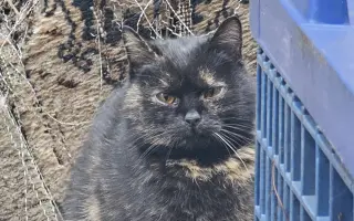 Kočička Eli a její boj s FeLV - pomozme ji k úlevě