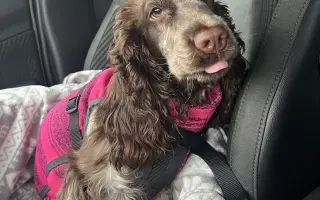 Topinka - štěňátko s těžkým startem do života