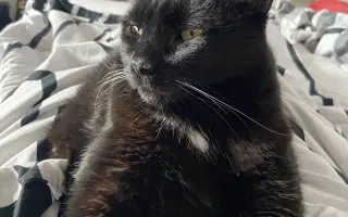 Pomozte uhradit vyšetření pro kočičku Kofi