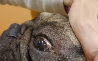 Operace očí a endoskopie pro buldočka Edu