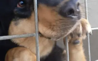 Očkování proti psincovému kašli