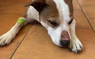 Pomůžete prosím dvěma psím dušičkám bojovat dál o každý společný den?