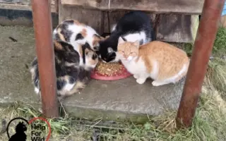 POMOZTE NÁM ZASTAVIT KRUH KOČIČÍHO UTRPENÍ. Víme jak na to, ale bez vás to nezvládneme.