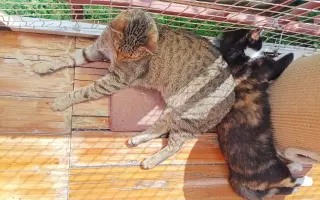🐾 Pomoc pro moji kočičí rodinu – Boženku a Kubíčka