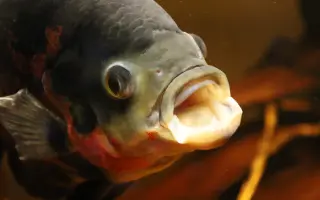 Vytvořme rybkám lepší domov!