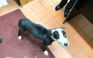 Pomozte zachránit Psí domov spolku Zastavme Utrpení.