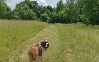 Beethoven, kamarád do deště - pomoc pro mladou bernardýnku