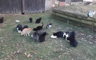 Akutní nedostatek krmiva (aneb stovky koček prosí o pomoc)