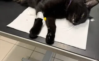 Pomoc s úhradou veterinárních nákladů 🙏