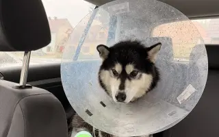 Pomoc pro Kiru – druhá operace přetrženého vazu během pár měsíců