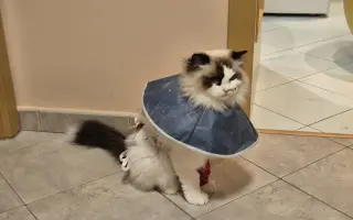 Pomoc s léčbou Mikeška po operacích