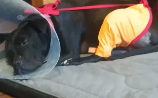 (⁠✿⁠ ⁠♡⁠‿⁠♡⁠)  Pro Koru, aby mohla opět běhat