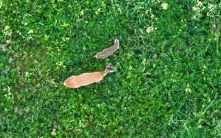 Šance pro mláďata divoce žijící zvěře