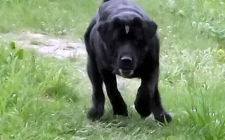 Pejsek Nero prosí o pomoc: Ještě není můj čas 🙏