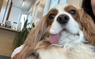 Akutní operace kyčle pro Charlieho: pomozte mu opět běhat bez bolesti