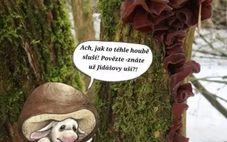 Podpořte KOLODĚJE - houbové hrdiny