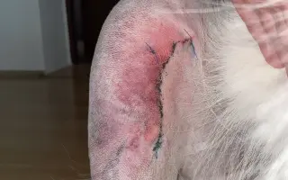 Dvě kolínka pro Oriho. Pomozte Orimu na tlapky