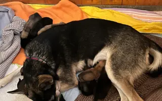 Voříškov přijal 45 nových chlupáčů - pomůžete spolu s námi změnit jejich příběh?