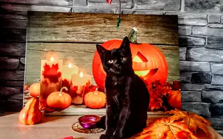 Pomoc pro 8 statečných 😺