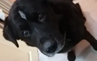 Pejsek Nero prosí o pomoc: Ještě není můj čas 🙏