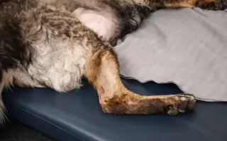 Léčba, která nekončí - Fůrie