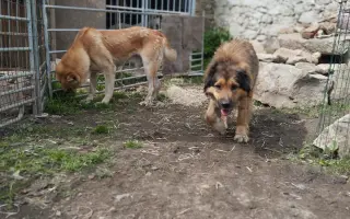 Zpátky do života - pomozte zvrátit těžké psí osudy