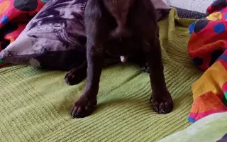 Pomozte mi dát Ronymu šanci na zdravější život ❤️