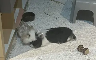 Zachraňte králíčkovi život