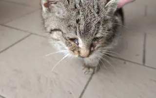 Pomoc pro kočky a koťátka Kočky u Katky