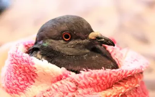 Bude zvířecí útulek Destiny Pet naplno fungovat i v roce 2026?