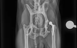 Akutní operace kyčle pro Charlieho: pomozte mu opět běhat bez bolesti