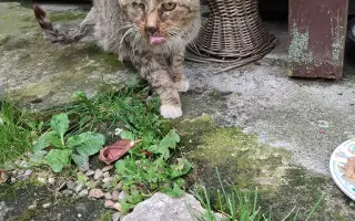 Pomozte Kájovi a Filípkovi na jejích léčbu a pro 24 záchraněných kočiček