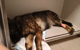 Pomoc Furině v boji s lupusem (SLE)