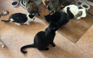 🐾 Pomoc pro 50 kočičích chlupáčů – prosba, která není lehká, ale je upřímná
