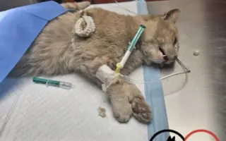 POMOZTE NÁM ZASTAVIT KRUH KOČIČÍHO UTRPENÍ. Víme jak na to, ale bez vás to nezvládneme.